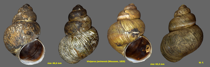 Viviparus janinensis (Mousson, 1859)