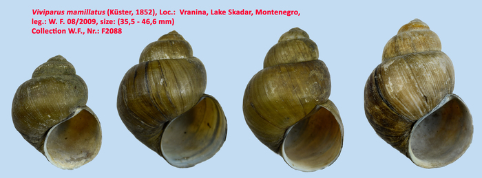 Viviparus mamillatus (Küster, 1852)
