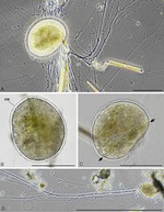 Perseforaminifer crypticus Siemensma & Holzmann, 2026