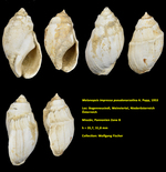 Melanopsis impressa pseudonarzolina A. Papp, 1953 