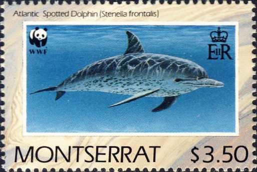 Stenella frontalis Stenella frontalis