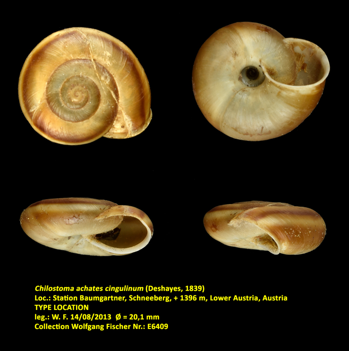 Chilostoma achates cingulinum (Deshayes, 1839)