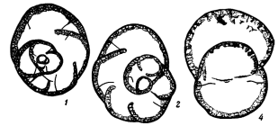 Bradyina lucida Morozova, 1949
