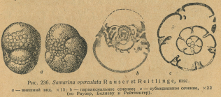 Samarina operculata Rauzer-Chernousova & Reitlinger, 1940