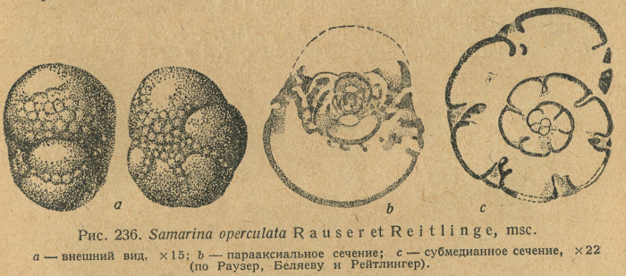Samarina operculata Rauzer-Chernousova &amp; Reitlinger, 1940