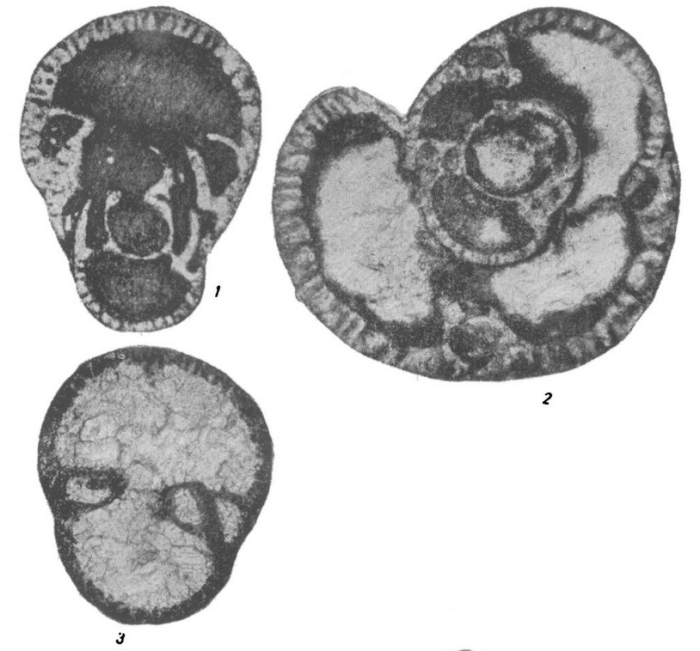 Bradyina nana Potievskaya, 1958