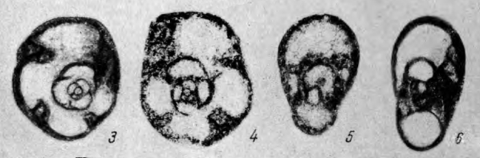 Bradyina lepida Reitlinger, 1950