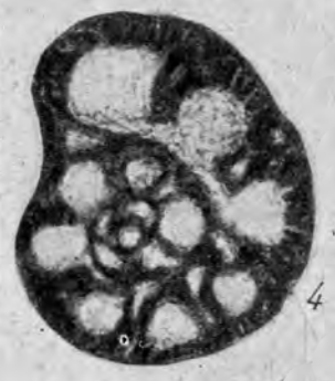 Bradyina eonautiliformis Reitlinger, 1950