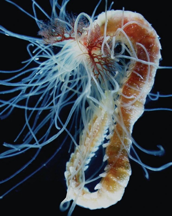 Nicolea qingdaoensis