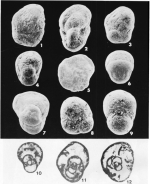 Bradyina holdenvillensis Harlton, 1927