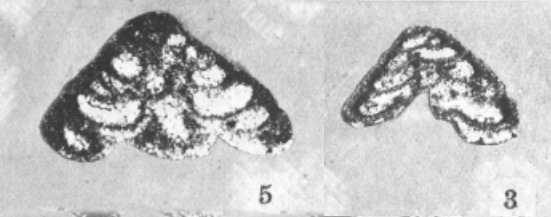 Tetrataxis parviconica Lee &amp; Chen, 1930