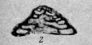 Tetrataxis minima var. latispiralis Reitlinger, 1950