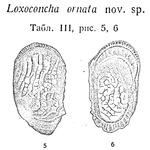 Loxoconcha ornata Schneider, 1939 from the original description