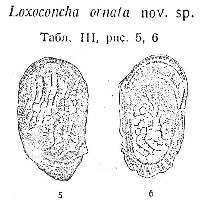 Loxoconcha ornata Schneider, 1939 from the original description
