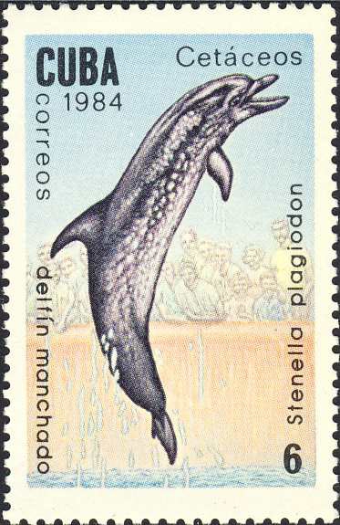 Stenella plagiodon Stenella plagiodon