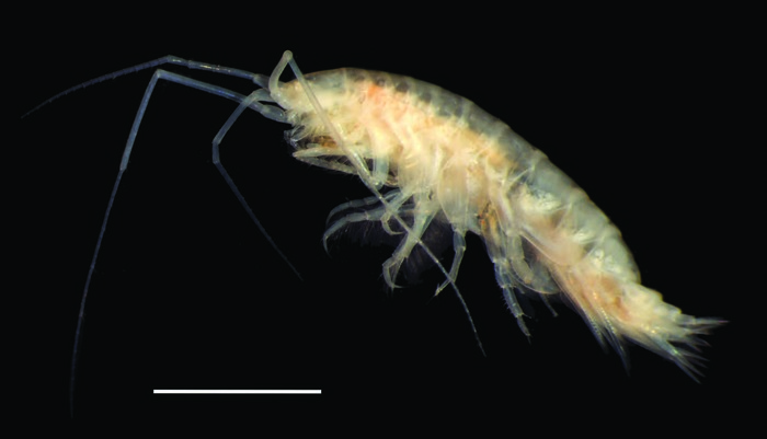 Byblis hortonae