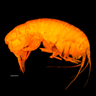 Astyra mclaughlinae
