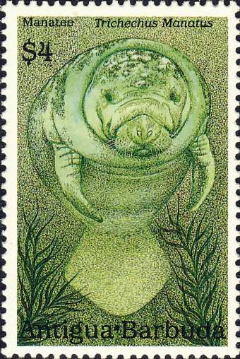 Trichechus manatus Trichechus manatus