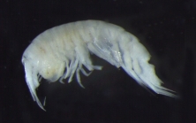 Alexandrella haubeni