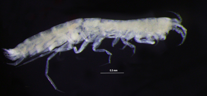 Eperopeus vermiculatus