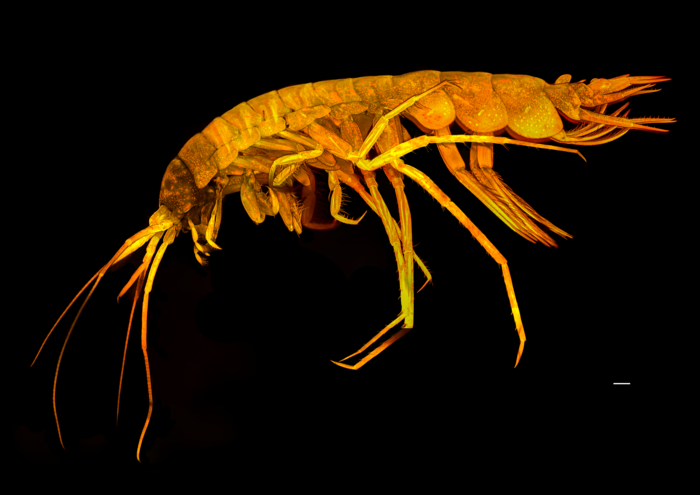 Pardalisca magdalenae