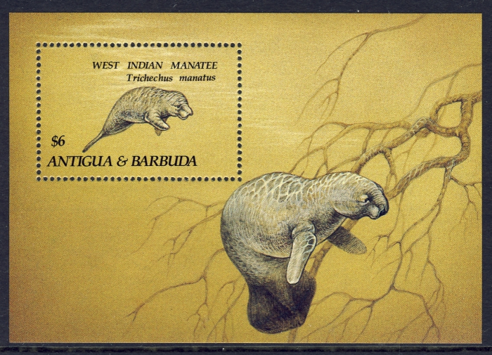 Trichechus manatus Trichechus manatus