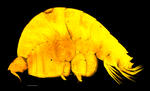 Lepidepecreum myla