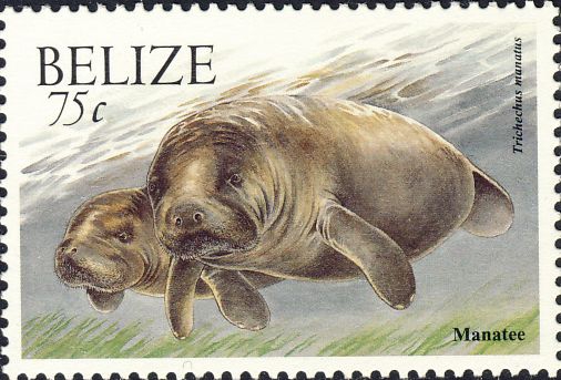 Trichechus manatus Trichechus manatus