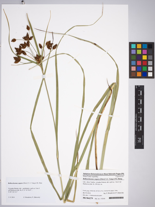Bolboschoenus yagara, herbarium specimen PR 904279