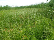 JPG file
