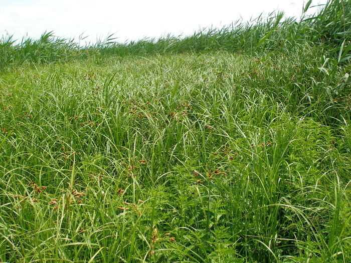 Bolboschoenus yagara