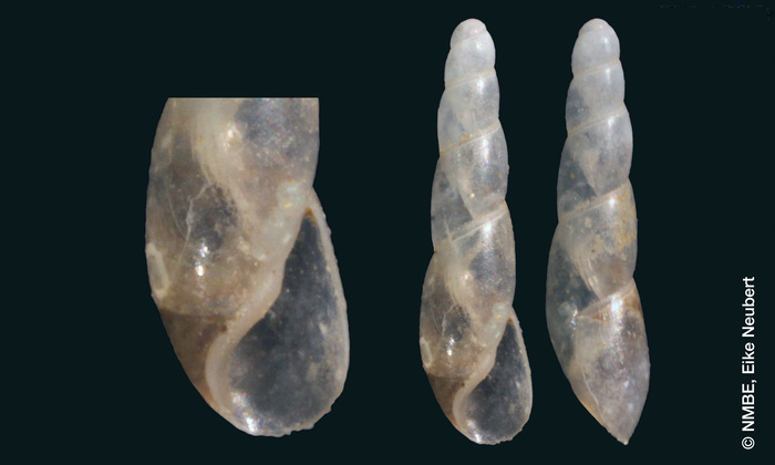 Caecilianella raphidia Bourguignat, 1856