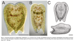 Amphiscolops ranshimensis