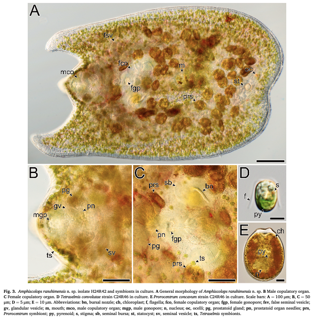 Amphiscolops ranshimensis