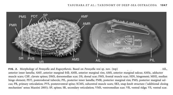 Morphological terms used for Pennyella Neale, 1974 in its redescription by Yasuhara et al. (2013)