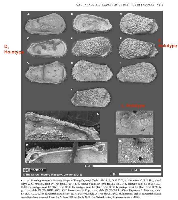 Pennyella pennyi Neale, 1974 in its redescription by Yasuhara et al. (2013: Fig 3)