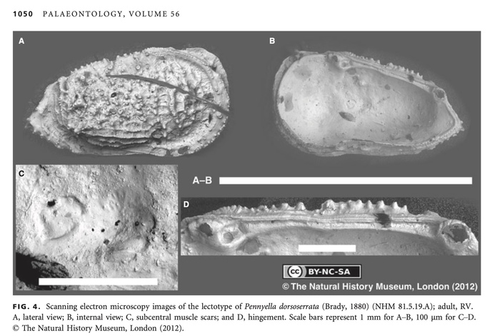 Cythere dorsoserrata Brady, 1880 from its redescription by Yasuhara et al. (2013: Fig 4)