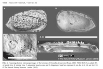 Cythere dorsoserrata Brady, 1880 from its redescription by Yasuhara et al. (2013: Fig 4)