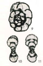 Planoendothyra mameti Igo & Adachi, 1981