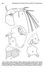 Deeveya spiralis Kornicker & Iliffe, 1985 from the original description