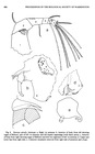 Deeveya spiralis Kornicker & Iliffe, 1985 from the original description