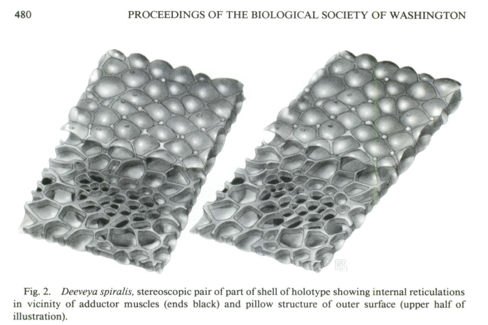 Deeveya spiralis Kornicker &amp; Iliffe, 1985 from the original description