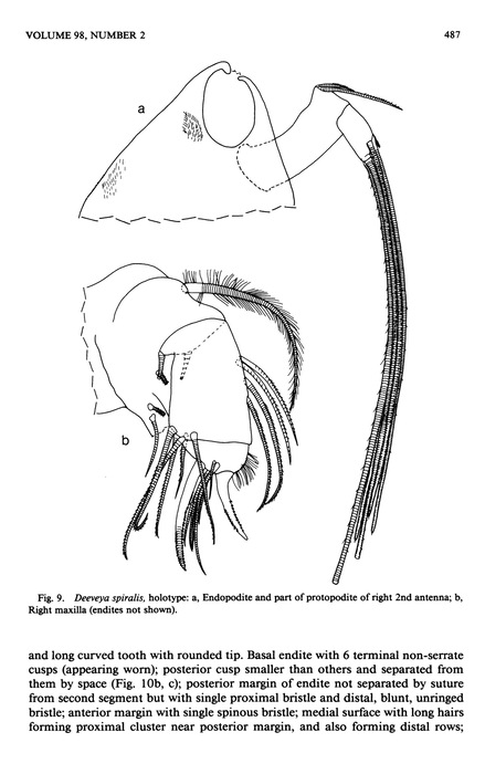Deeveya spiralis Kornicker &amp; Iliffe, 1985 from the original description