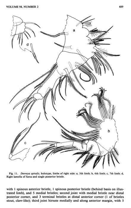 Deeveya spiralis Kornicker &amp; Iliffe, 1985 from the original description