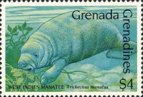 Trichechus manatus Trichechus manatus