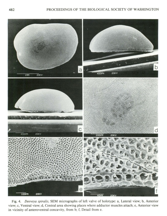 Deeveya spiralis Kornicker &amp; Iliffe, 1985 from the original description