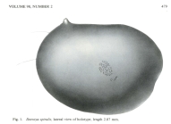 Deeveya spiralis Kornicker & Iliffe, 1985 from the original description