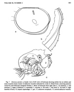Deeveya spiralis Kornicker & Iliffe, 1985 from the original description