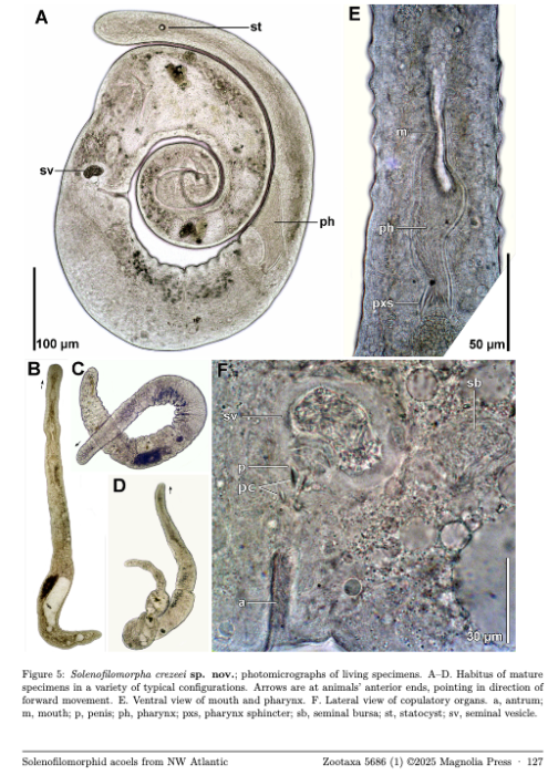 Solenofilomorpha crezeei