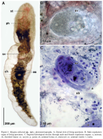 Myopea callaeum